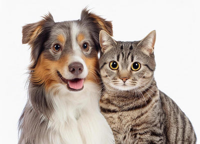 Pets